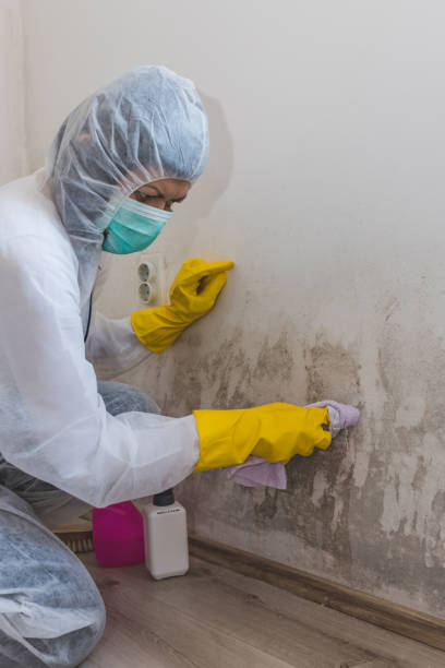 Best Black Mold Removal  in Darien Downtown, CT