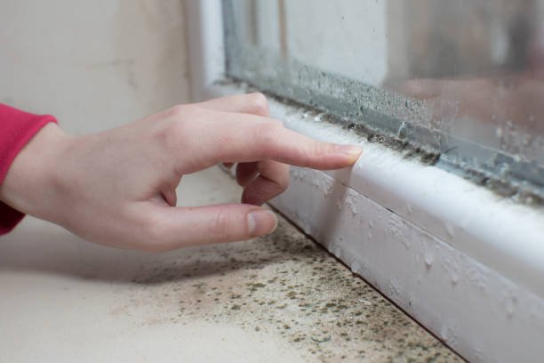Darien Downtown, CT Mold Removal Company
