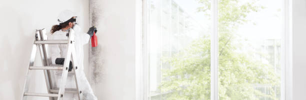 Trusted Darien Downtown, CT Mold Removal Experts